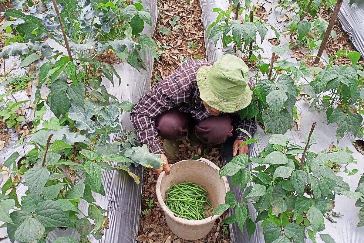 Petani Buncis Kenya di Desa Panjalu, Kecamatan Cilengkrang, Kabupaten Bandung, Jawa Barat, tembus pasar Singapura dengan cara mandiri, mulai dari membentuk pasar, membangun jaringan, hingga proses packing dan pendistribusian