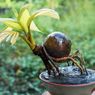Cara Membuat Bonsai Kelapa dan Panduan Merawatnya