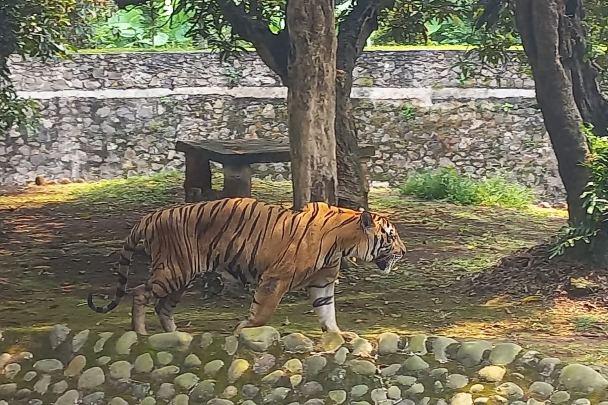 Suasana saat harimau benggala bernama Juve berada di Taman Margasatwa Ragunan, Jakarta Selatan, pada Rabu (21/12/2022).