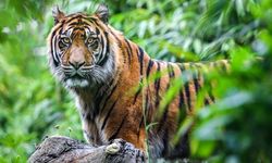 Harimau Sunda Terancam Punah, Berikut Upaya yang Bisa Kita Lakukan