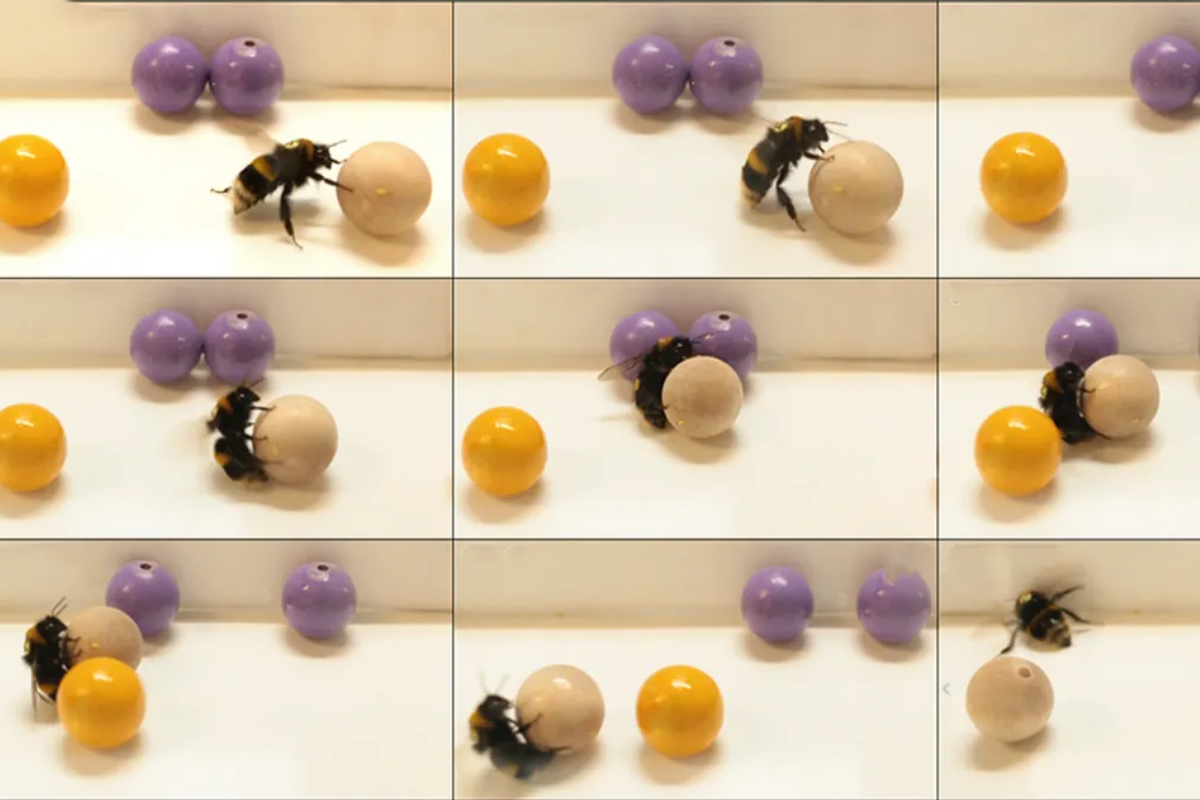 Lebah bumblebee bermain bola dengan cara menggelindingkannya.