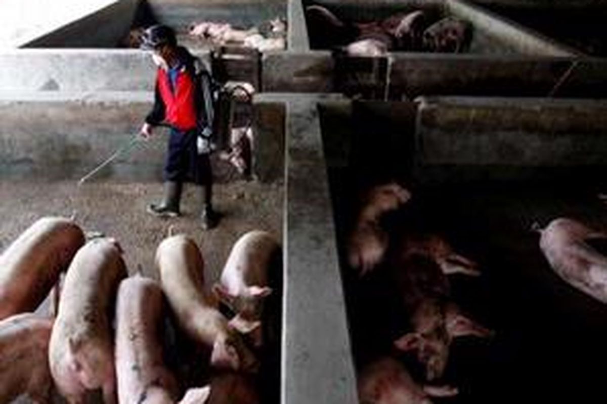 Petugas rumah karantina hewan babi, Kapuk, Cengkareng, Jakarta Barat menyemprotkan disinfektan, Rabu (29/4). Merebaknya kasus flu babi, rumah karantina ini meningkatkan pencegahan dengan melakukan penyemprotan disinfektan dua kali sehari serta pengawasan lalu lintas ternak. 