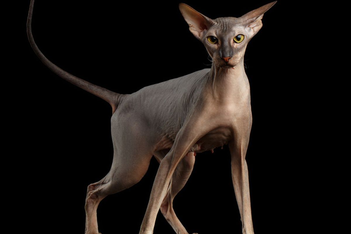 Ilustrasi ras kucing Peterbald.