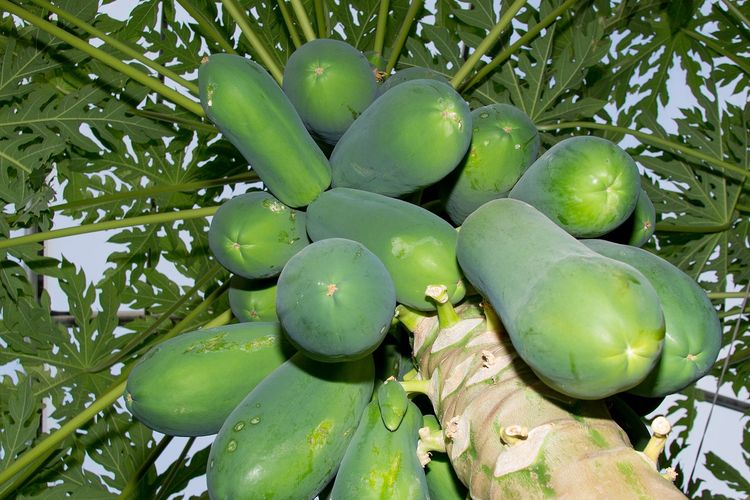 Ilustrasi buah pepaya di pohon, pohon pepaya. 