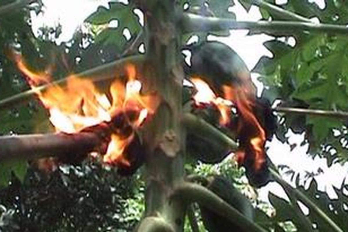 Warga membakar koloni ulat bulu untuk menghalau penyebarannya.