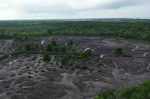 BRGM Nyatakan Masyarakat Jadi Ujung Tombak Keberhasilan Rehabilitasi Mangrove