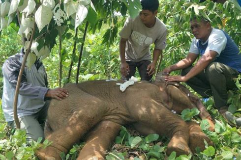 Bayi Gajah yang Terluka akibat Jerat Akhirnya Mati