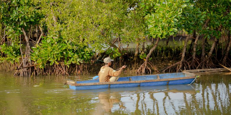 Tahun ini, Kemenhut Targetkan Rehabilitasi 15.387 Ha Mangrove di 4 Provinsi