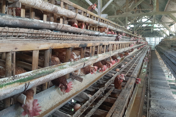 Kandang ayam milik Supratman tampak sepi penghuni setelah 800 ekor ayamnya dijual akibat pandemi covid 19, Selasa (23/8/2022)