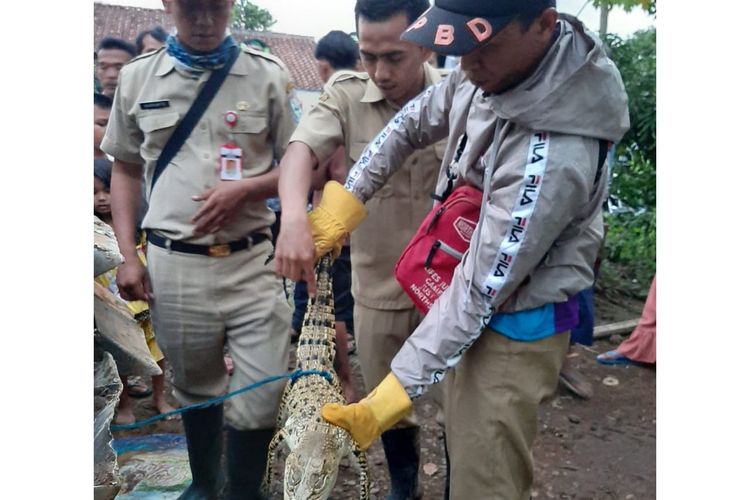 Seekor buaya muara (crocodylus prosus) berukuran satu meter menyerang seorang pemuda bernama Lujeng Purwono (35) warga RT 003 RW 005 Desa Selabaya, Kecamatan Kalimanah, Purbalingga, Jawa Tengah, Senin (30/12/2019).