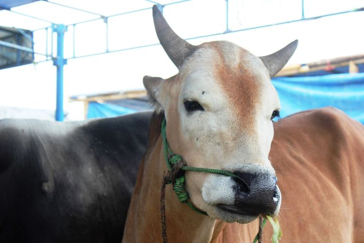 Setiap jelang hari raya Idul Adha, permintaan hewan kurban jenis sapi kerap melonjak drastis.
