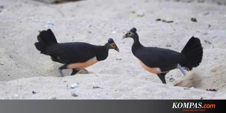 Menengok Habitat Maleo Burung Asli Sulawesi Yang Terancam Punah