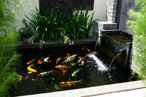 5 Fungsi Tanaman Air pada Kolam Ikan