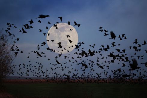 Gedung Pencakar Langit Texas Menggelap di Malam Hari, Selamatkan Miliaran Burung dari Tabrakan