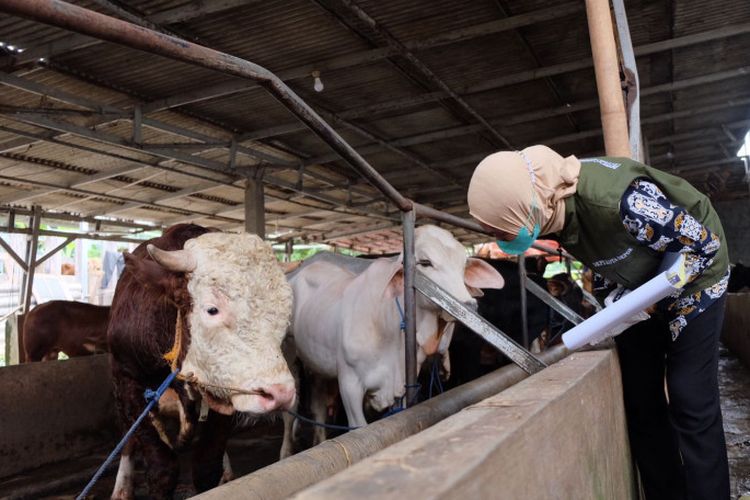 Petugas DKP3 tengah melakukan pemeriksaan kesehatan hewan di peternakan ADH Farm, Cimanggis, Depok, pada Kamis (12/5/2022), dalam upay mengantisipasi penularan wabah penyakit mulut dan kulit (PMK) yang belakangan menjakiti beberapa hewan ternak di beberapa daerah. (dokumen: DKP3 Kota Depok).