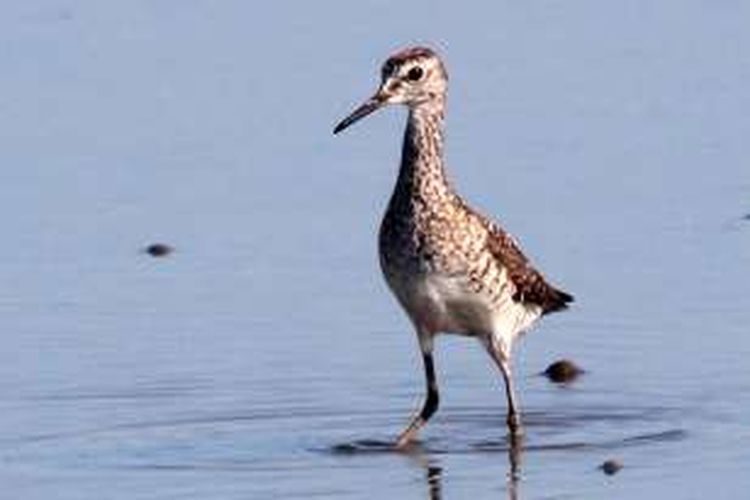Seekor burung trinil mencari makan di tepian Danau Limboto, Gorontalo. Namun diduga akibat meluapnya danau, burung ini sudah tidak ditemukan.