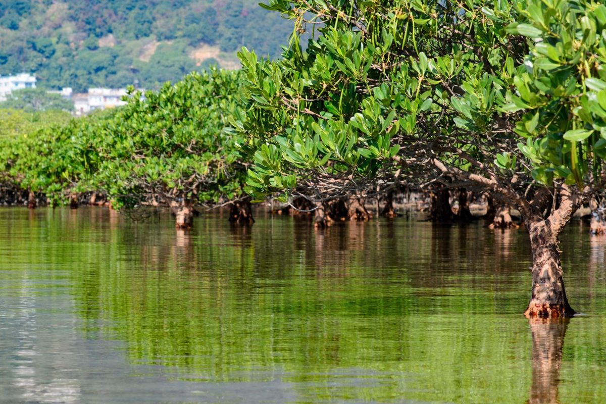 Ilustrasi hutan bakau. Kawasan bakau atau mangrove adalah lahan basah yang turut berkontribusi menghasilkan emisi metana terbesar bagi Bumi.