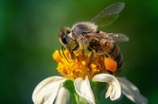 Peran Teknologi Informatika: Bantu Olah Data Biodiversitas jadi Panduan Kebijakan