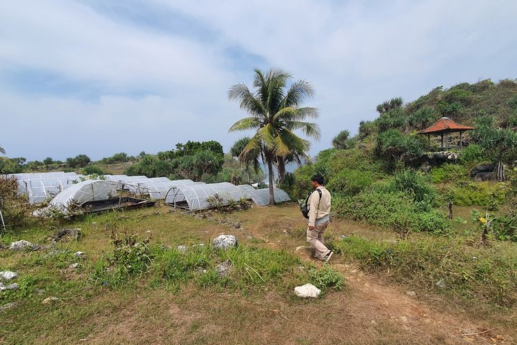 Lokasi budidaya garam pantai Dadapayam, Gunungkidul