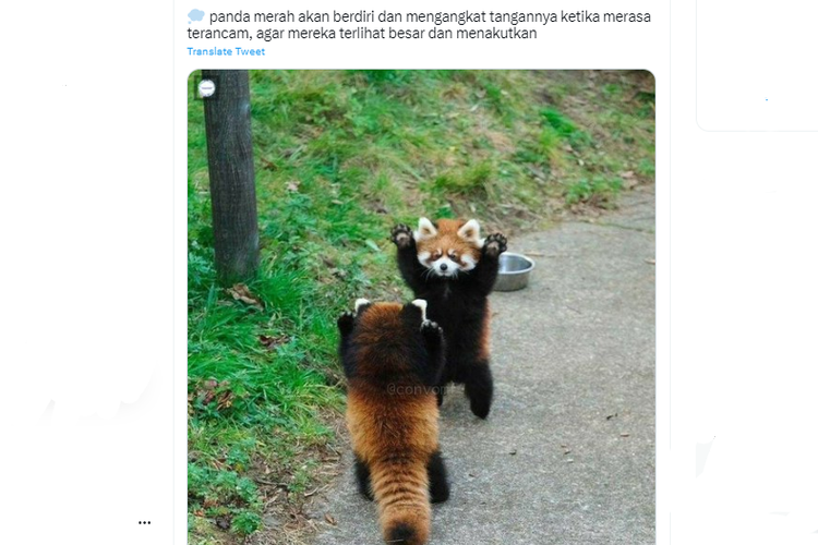 Tangkapan layar twit yang menyebut panda merah berdiri dan mengangkat tangan agar terlihat besar dan menakutkan saat terancam