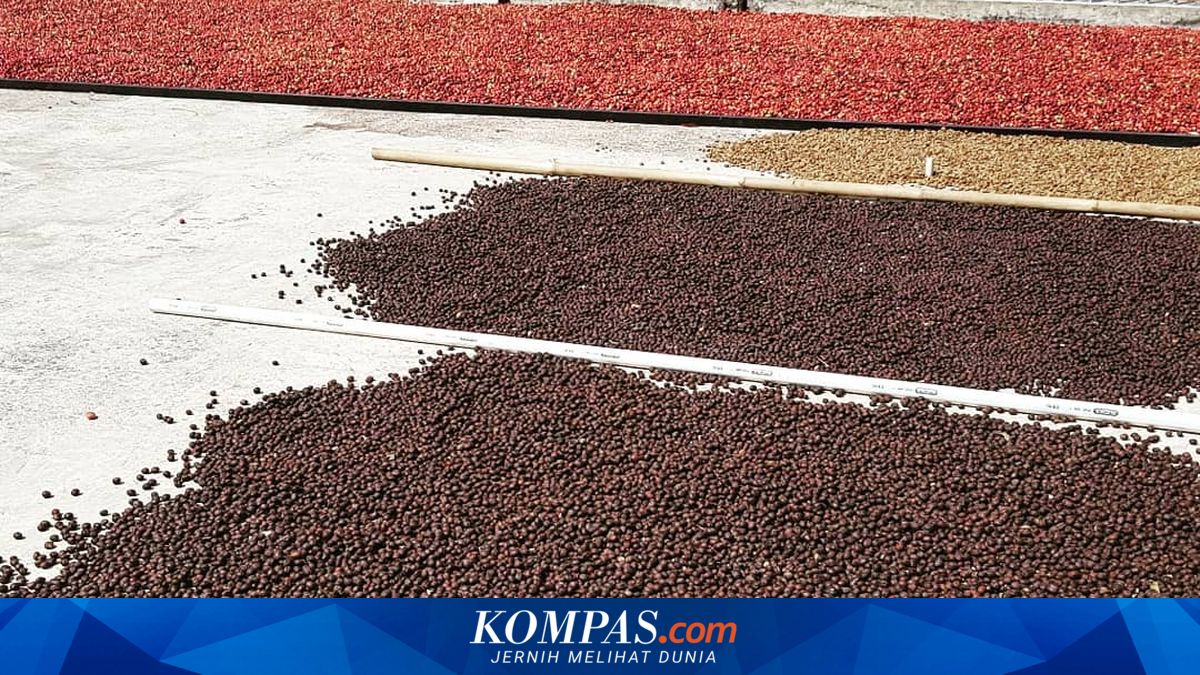 Harga Kopi Temanggung Naik Hingga Rp 22.000 per Kg, Ini Penyebabnya