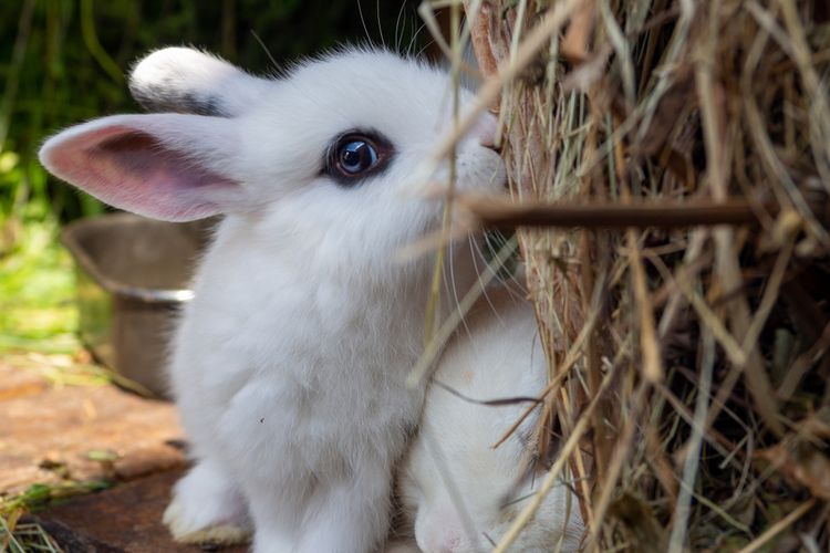 Dwarf hotot, salah satu kelinci terkecil di dunia