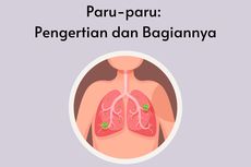 Paru-paru: Pengertian dan Bagiannya