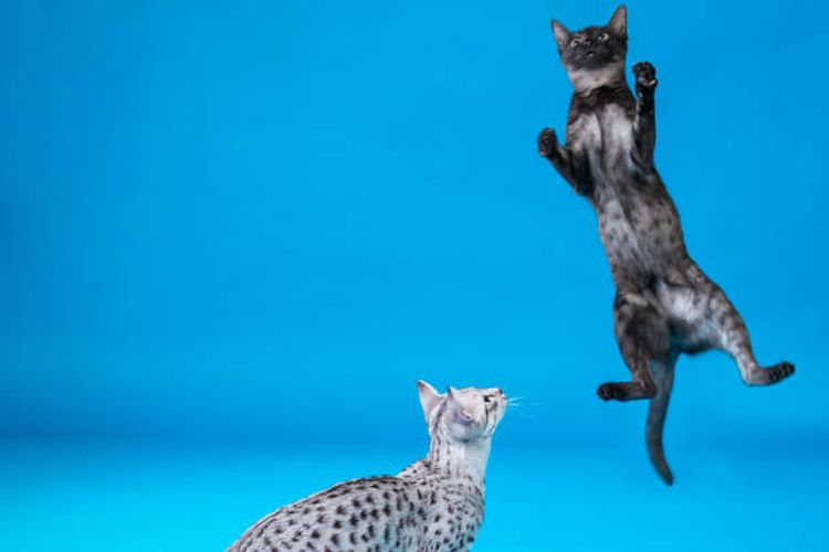 Ilustrasi tinggi lompatan kucing.