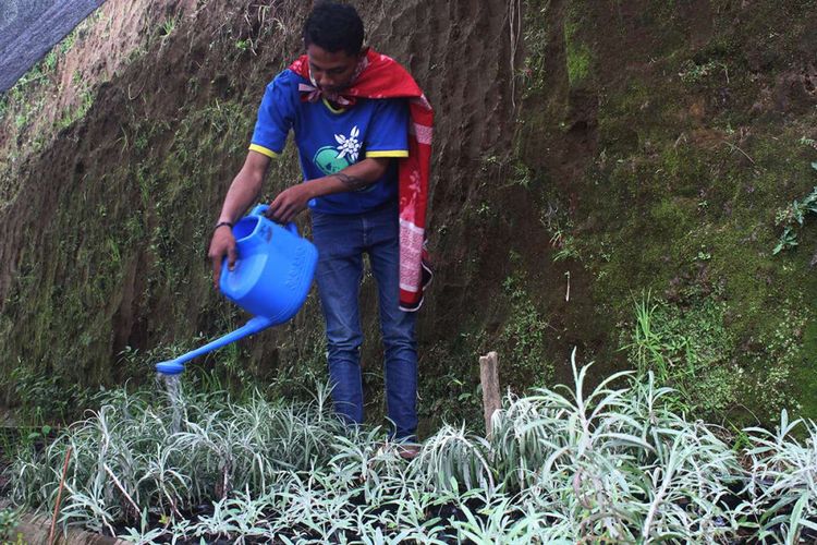 Masyarakat Suku Tengger lereng Gunung Bromo di Dusun Wonomerto, Desa Tosari, Kecamatan Tosari, Kabupaten Pasuruan, membudidayakan bunga edelweis, Jumat (8/6/2018). Mereka membudidayakan bunga keabadian itu untuk keperluan upacara adat karena populasi bunga yang statusnya dilindungi itu terus menyusut seiring dengan pengambilan secara liar.