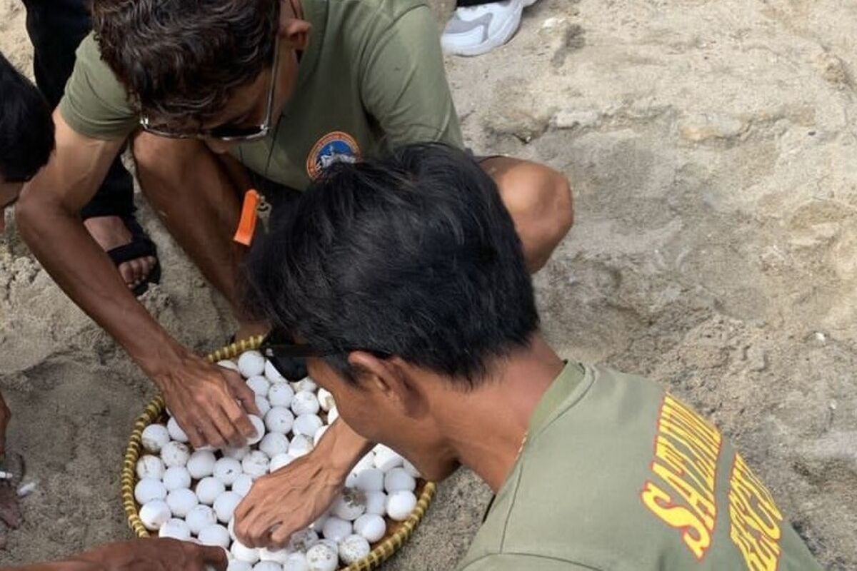 Telur penyu di Pantai Wediombo, Gunungkidul. Sabtu (17/5/2025)