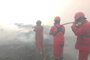 1.040 Hektare Hutan Harapan Ikut Terbakar, Habitat Harimau hingga Gajah Terancam