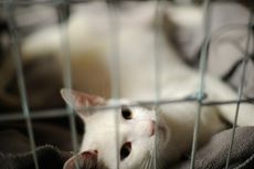 Mengulik Feline Panleukopenia, Penyakit Kucing yang Sangat Berbahaya