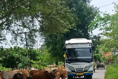 Petualangan Damri Perintis, Angkutan Penumpang di Pelosok Indonesia