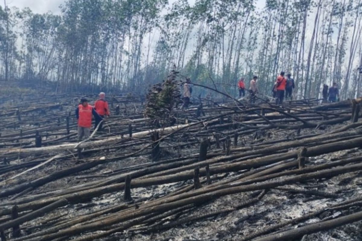 Petugas gabungan memadamkan api di kawasan hutan lindung TNTN yang tebang dan dibakar, di Kabupaten Pelalawan, Riau, pada Sabtu (19/4/2025).