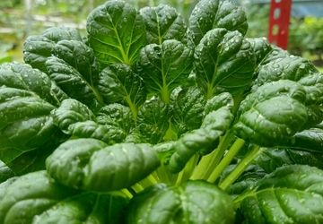 Cara Menanam Sawi Pagoda di Polybag, Solusi untuk Lahan Sempit