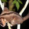 Ternyata Belum Punah! Ilmuwan Temukan Dua Marsupial dari Zaman Es di Hutan Papua