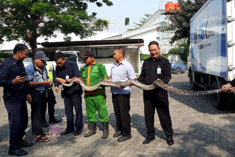 Penemuan ular sanca sepanjang 6 meter di Palmerah, Jakarta, Rabu (30/10/2019)