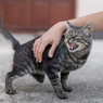 6 Tanda Kucing Marah pada Anda