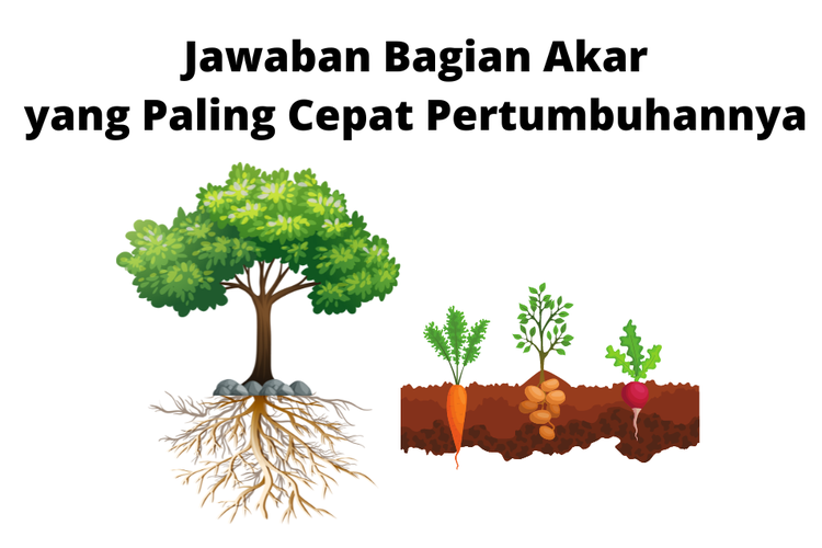 Bagian akar yang pertumbuhannya paling cepat.