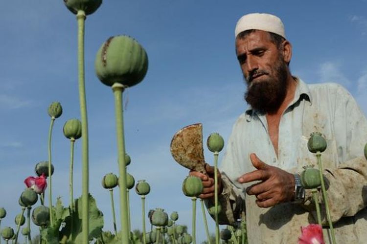 Seorang petani opium sedang memeriksa tanamannya di distrik Chargarhar, provinsi Nangarhar, Afganistan. Negeri Asia Tengah ini merupakan penghasil opium terbesar di dunia.