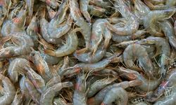 KKP Pastikan Udang RI Bebas Radioaktif, Kini Ekspor Lagi ke AS