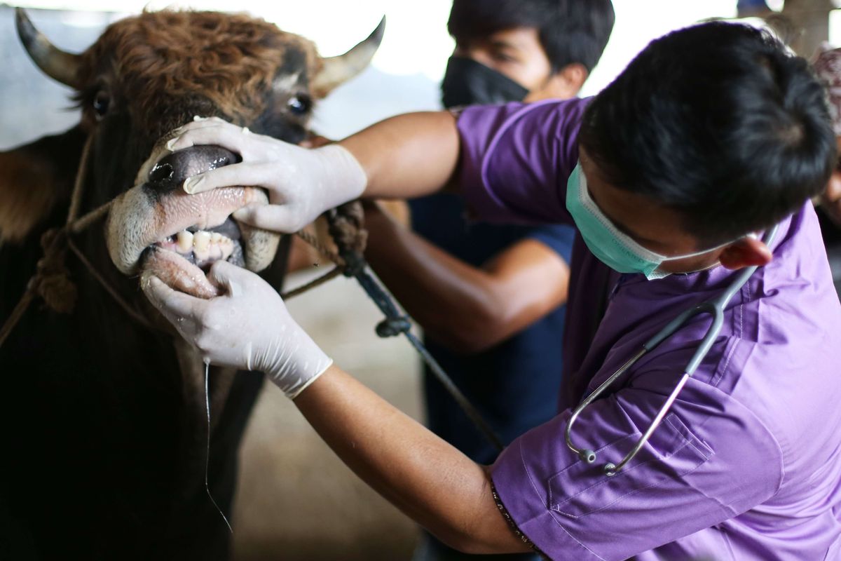 Dokter hewan memeriksa kesehatan hewan sapi di salah satu lokasi peternakan di Jakarta, Kamis (12/5/2022). Pemeriksaan dari Dinas Ketahanan Pangan, Kelautan dan Pertanian (KPKP) setempat itu guna mencegah penyebaran wabah virus penyakit mulut dan kuku (PMK) pada hewan ternak yang sudah merebak di sejumlah daerah.