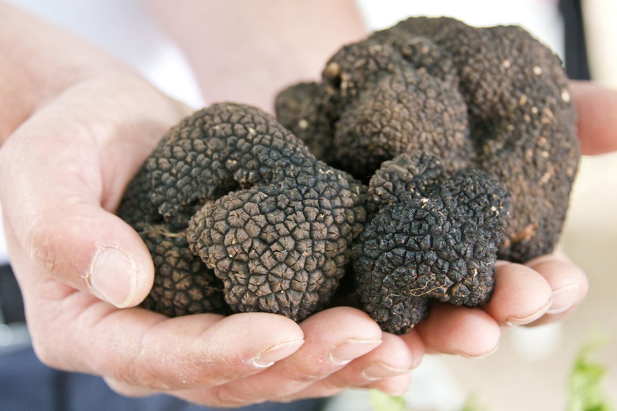 Ilustrasi jamur truffle. 