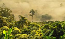 Pupuk Kaltim Bantu Pemulihan Ekosistem dan Konservasi Keanekaragaman Hayati di Taman Nasional Kutai