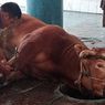 Kronologi Sapi Kurban di Gunung Kidul Mati Terjerat Tali, Tak Jadi Disembelih dan Langsung Dikuburkan