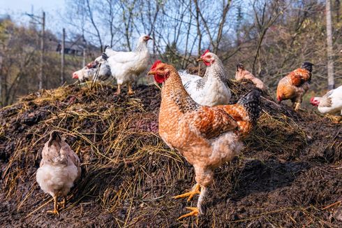Cara Membuat Pupuk Kandang dari Kotoran Ayam