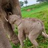 Anak Gajah Sumatera yang Lahir di TN Way Kambas Belum Diberi Nama