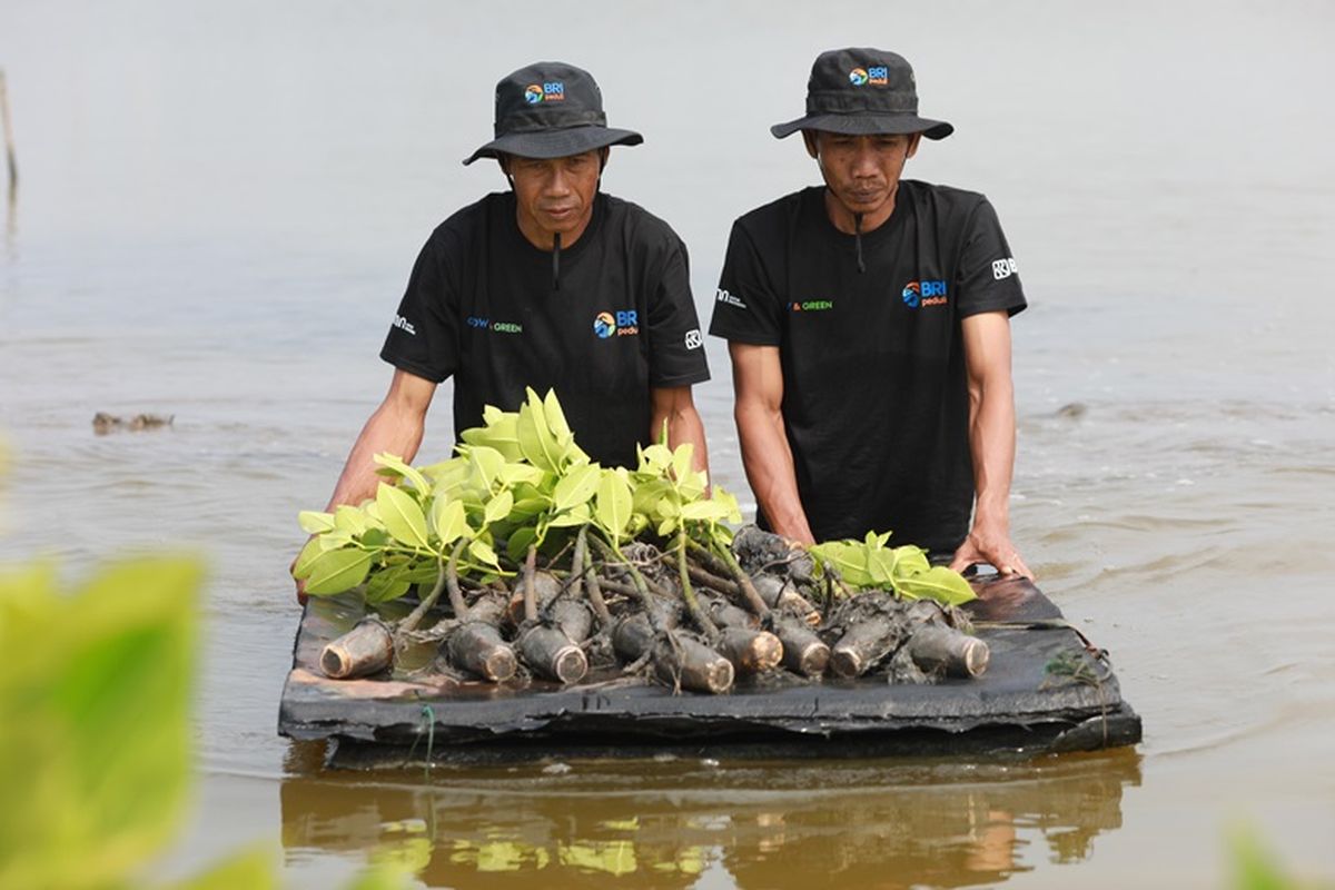 PT Bank Rakyat Indonesia (Persero) Tbk atau BRI melalui program BRI Menanam - Grow & Green Penanaman memberikan bantuan bibit mangrove di Muaragembong. 