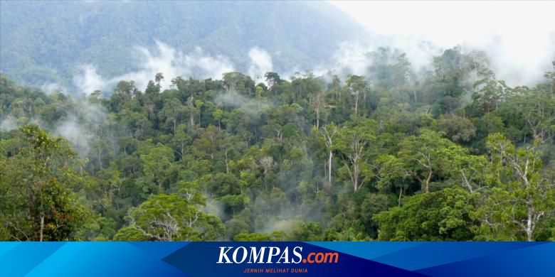 Tambang Dan Kebun Punahkan Mata Pencaharian Warga Adat Kalimantan Halaman All Kompas Com
