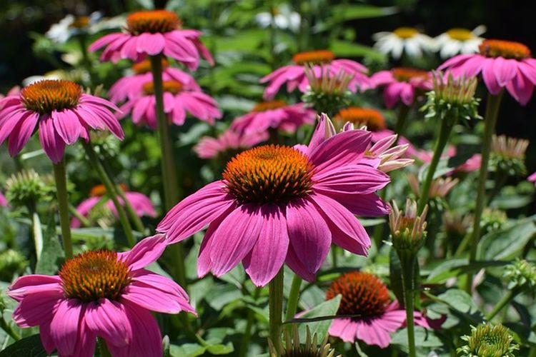 ilustrasi bunga echinacea